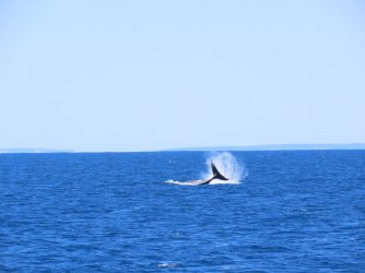 Cruise day 5 whales and dolphins (38).JPG