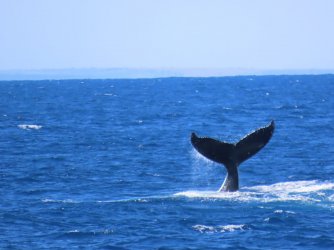 Cruise day 5 whales and dolphins (42).JPG