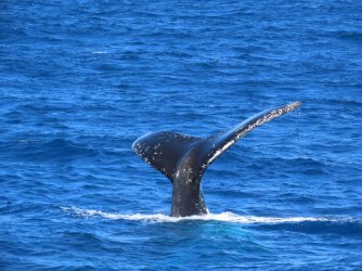 Cruise day 5 whales and dolphins (49).JPG