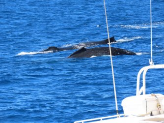 Cruise day 5 whales and dolphins (55).JPG