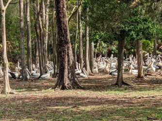 pelicans big group.jpg