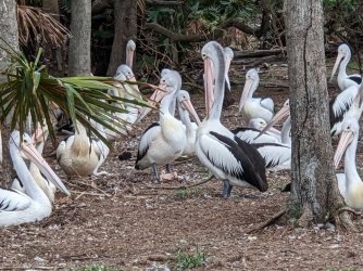 pelican with baby.jpg