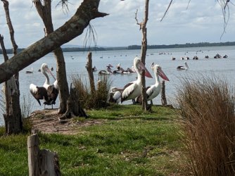 pelicans overlooking water.jpg