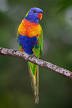 image of Rainbow lorikeet