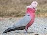 image of Galah