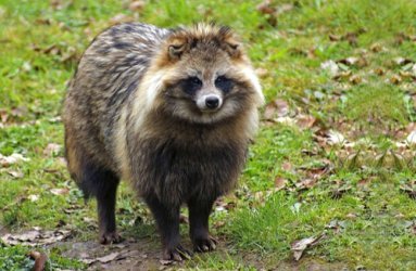 Tanuki 4.jpg