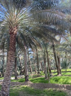 Oasis Al ain (2).jpg