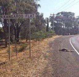 kangaroo.jpg