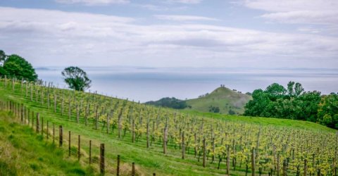 Waiheke Vineyards.jpg