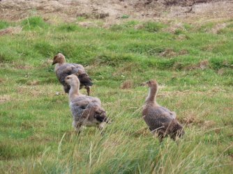 New Island geese.JPG