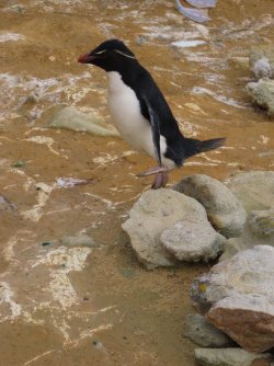 New Island Rock Hoper penguin.JPG