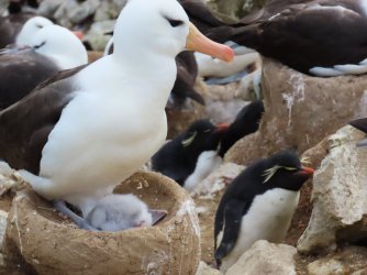 New Island Brown Albatross with chick.JPG