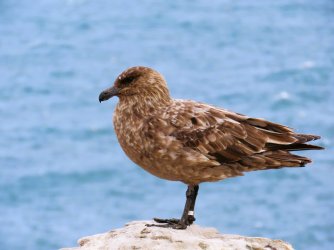 New Island Brown skua.JPG