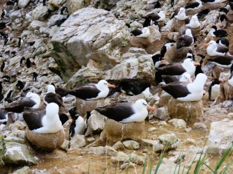 New Island nesting albatross.JPG