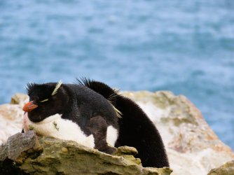 New Island resting penguin.JPG