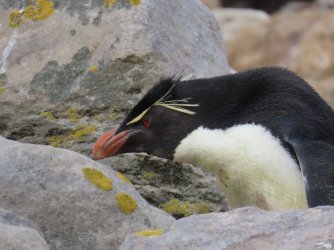 New Island Rock Hopper penguin 2.JPG