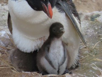 New Island Rock Hopper chick.JPG