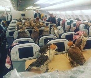 80-falcons-on-a-plane-720x620.jpg