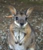 Wallaby.jpg