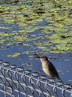 brown honeyeater.jpg