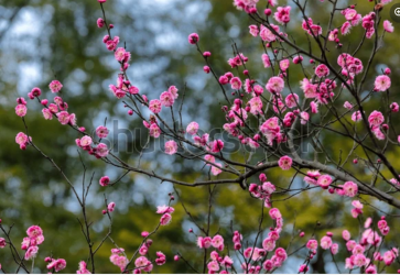 Screenshot 2025-03-17 at 10-16-40 Pink Plum Blossom Flowers Blooming On Stock Photo 1984287563...png