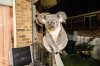 koala 1.jpg