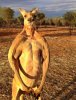 Kangaroo.jpg