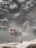 Snow monkeys Japan 2016.jpg