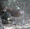 okapi.JPG