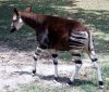 okapi11.jpg