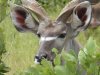 Male Kudu head.jpg