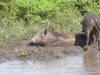 Warthog bath 1.jpg