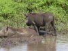 Warthog bath 2.jpg