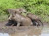 Warthog bath 4.jpg