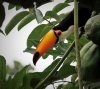 06097839 toucan cropped 2.jpg