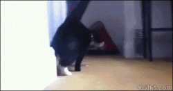 anigif_enhanced-buzz-11980-1381846269-1.gif