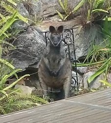 wallaby.jpg