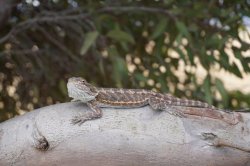 Port Pirie Lizard.jpg