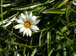 Flower1020127.JPG